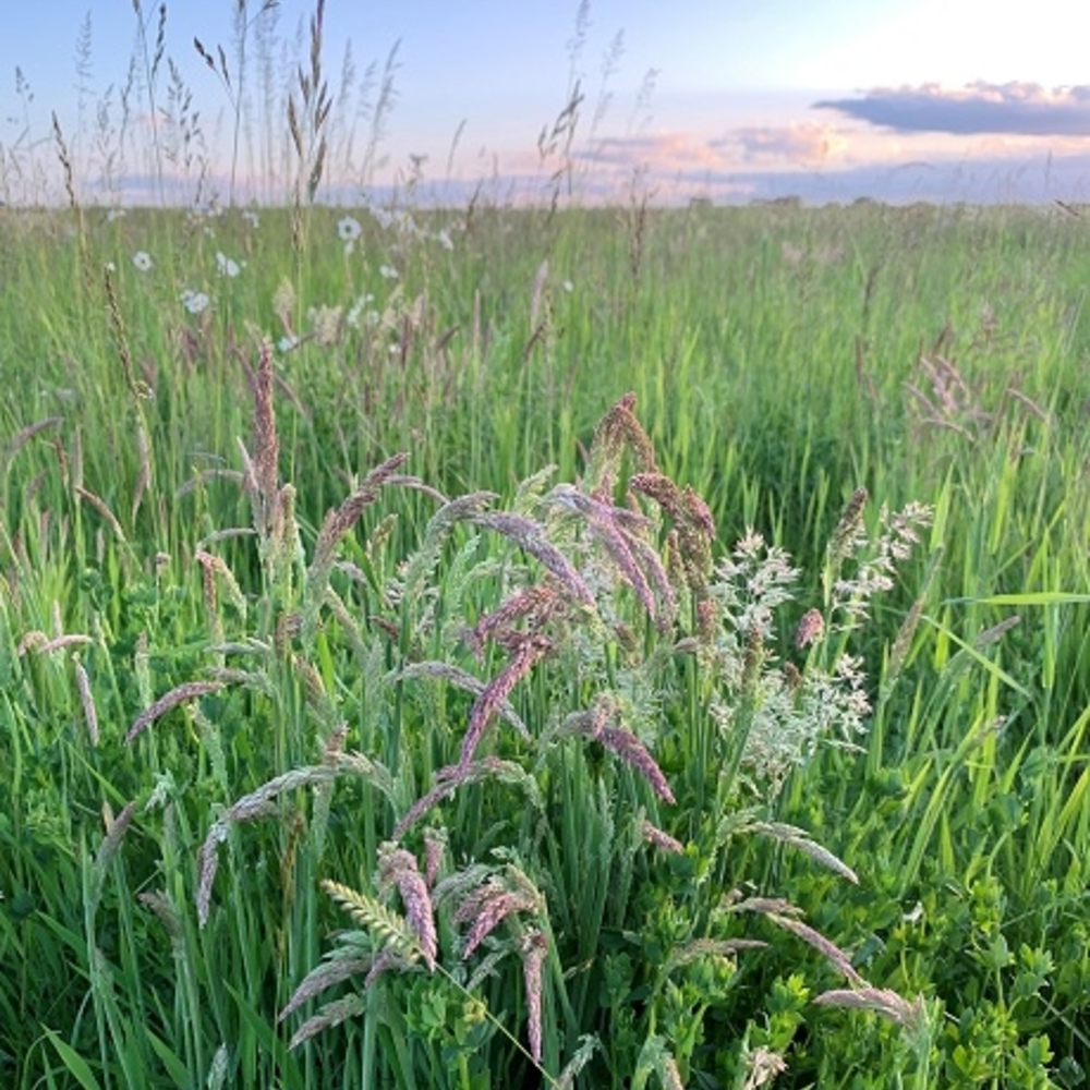 BS Species Rich Wild Grass Seed | Buy Online - Boston Seeds